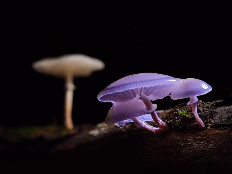 Celestia Mushroom House